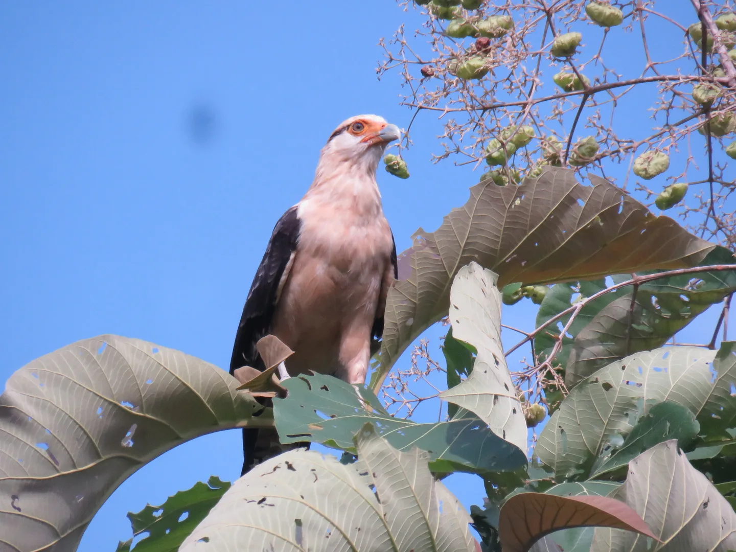 Yellow-headed Caracara overlooking the river from a tall treetop perch | סיור צפרות אקולוגי (סיור מסיירפה)