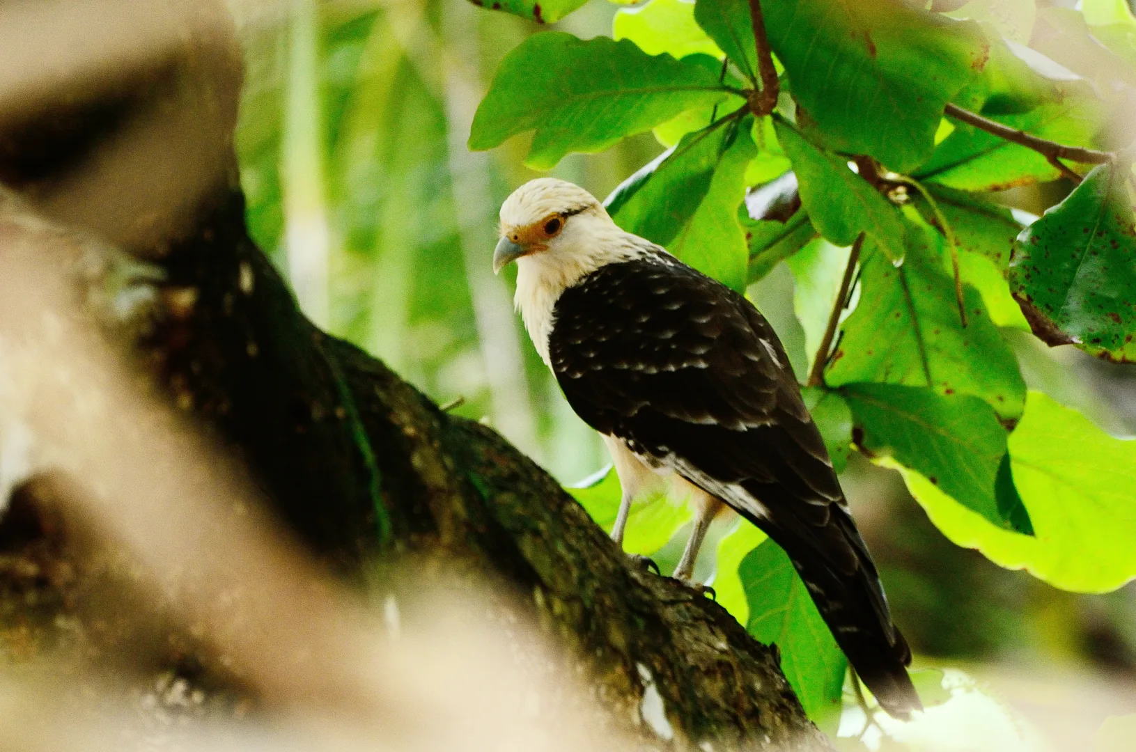 Yellow-headed Caracara (Milvago chimachima) watching from a riverside perch | סיור צפרות אקולוגי (סיור מסיירפה)