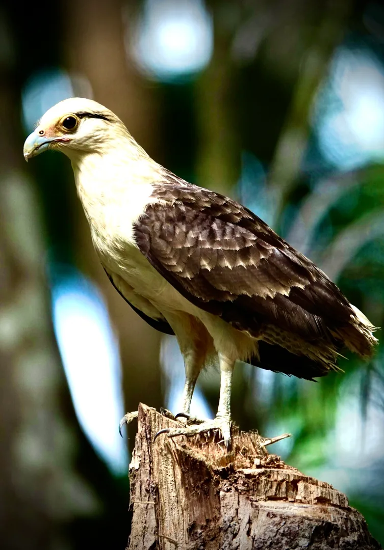 Close-up portrait of a Yellow-headed Caracara on a river driftwood log | סיור צפרות אקולוגי (סיור מסיירפה)