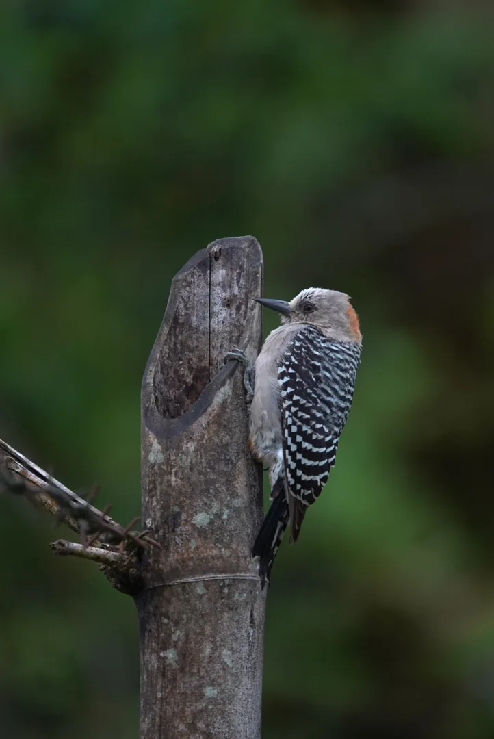 Red-crowned Woodpecker foraging on tree bark for larvae in Sierpe forest | סיור צפרות אקולוגי (סיור מסיירפה)