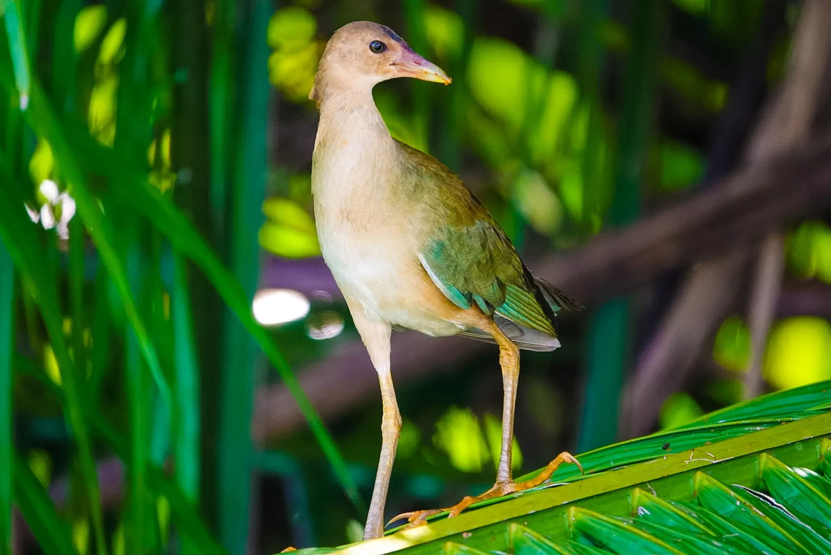 Gray-cowled Wood Rail (Aramides cajaneus) striding gracefully along muddy river shores | סיור צפרות אקולוגי (סיור מסיירפה)