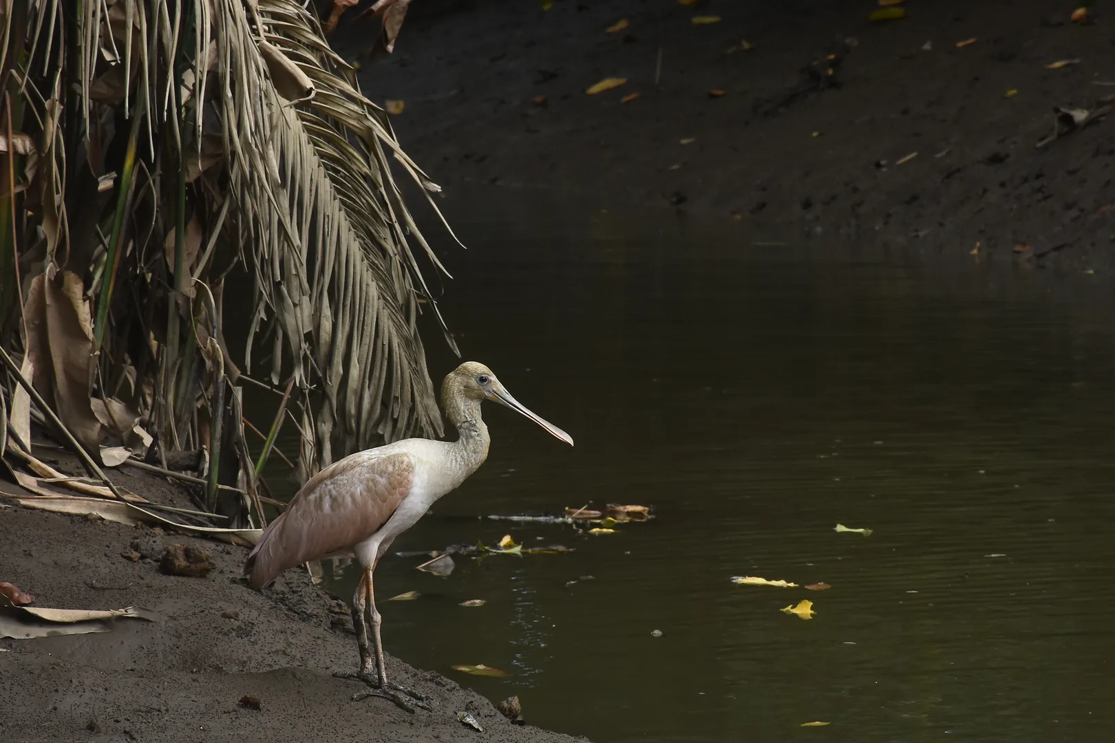 Juvenile Roseate Spoonbill foraging in the shallow sandbars of Sierpe River | סיור צפרות אקולוגי (סיור מסיירפה)
