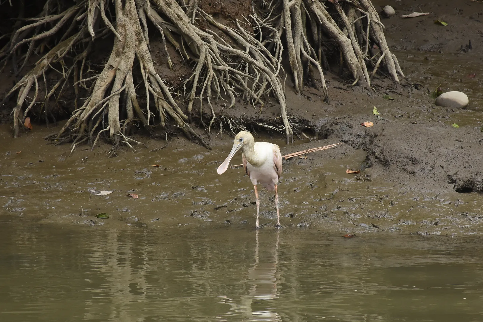 Roseate Spoonbill (Platalea ajaja) sweeping its spoon-shaped bill in Sierpe waters | סיור צפרות אקולוגי (סיור מסיירפה)