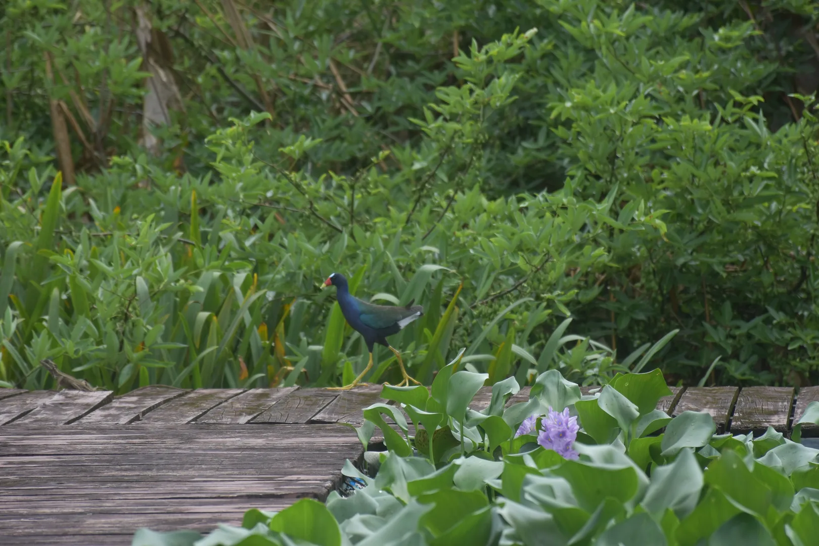 Purple Gallinule (Porphyrio martinicus) walking atop floating water lilies | סיור צפרות אקולוגי (סיור מסיירפה)