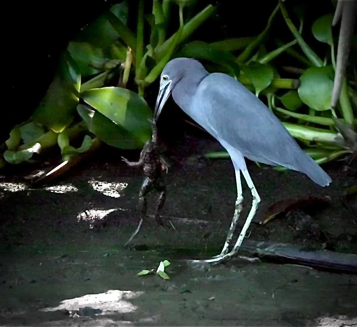 Little Blue Heron (Egretta caerulea) skillfully catching prey in the wetlands | סיור צפרות אקולוגי (סיור מסיירפה)