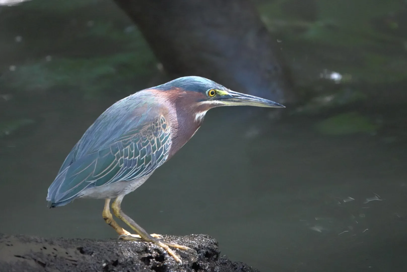 Green Heron stalking motionless along the calm waters of Sierpe River | סיור צפרות אקולוגי (סיור מסיירפה)
