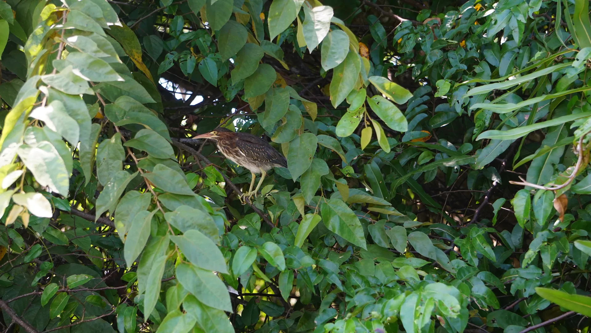 Green Heron (Butorides virescens) poised attentively to catch fish in Sierpe | סיור צפרות אקולוגי (סיור מסיירפה)