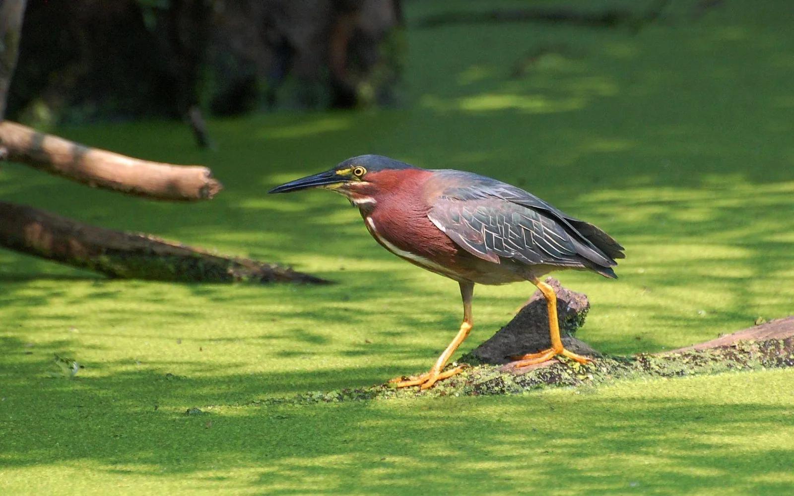 Green Heron treading stealthily across a vibrant green carpet of duckweed | סיור צפרות אקולוגי (סיור מסיירפה)