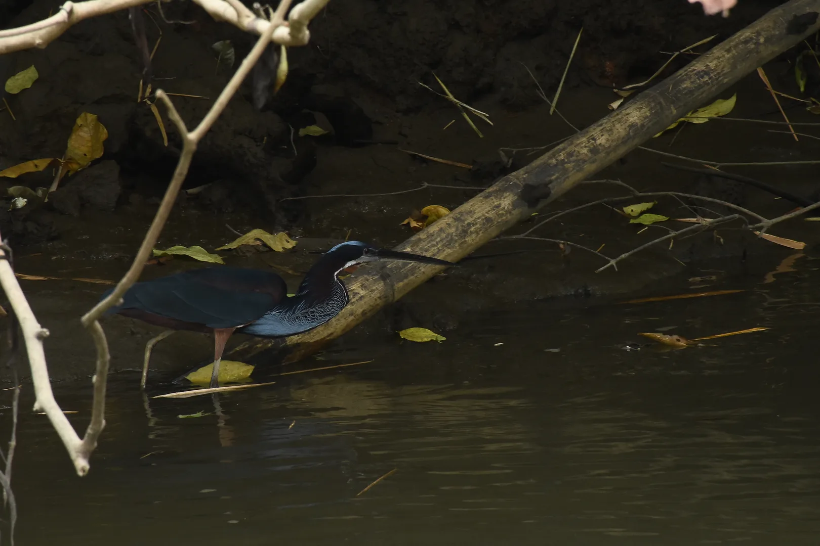 Adult Agami Heron showing off its dazzling chestnut and silvery-blue hues | סיור צפרות אקולוגי (סיור מסיירפה)