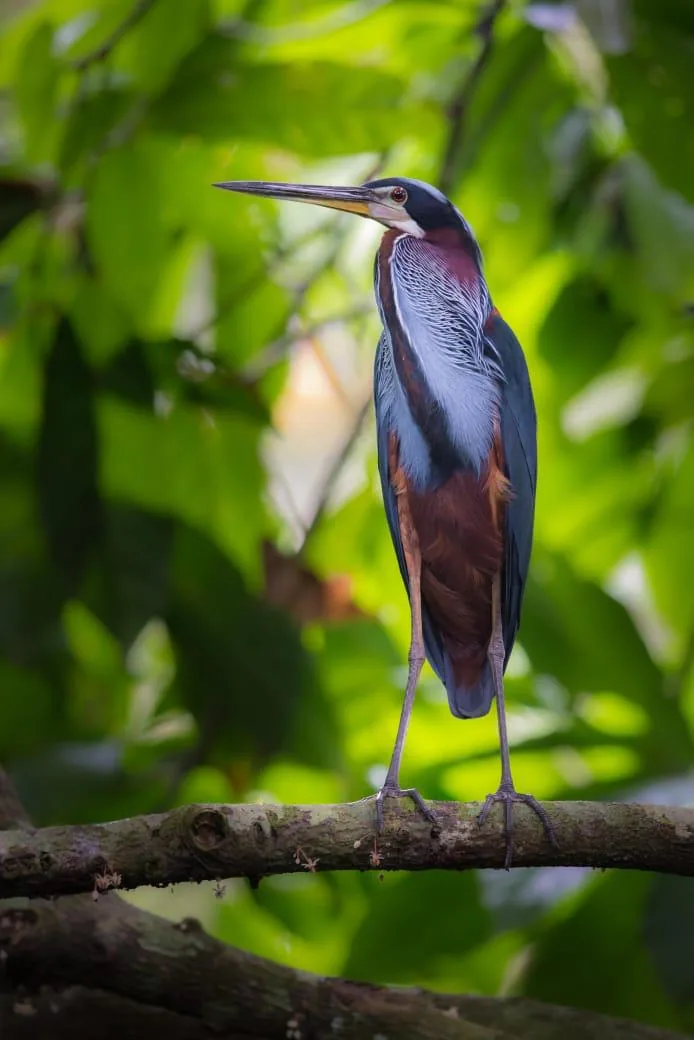 Agami Heron (Agamia agami), a rare and brightly colored gem of Sierpe wetlands | סיור צפרות אקולוגי (סיור מסיירפה)