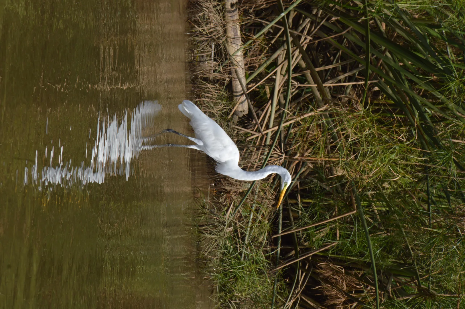 Great Egret (Ardea alba) hunting with graceful poise along Sierpe River | סיור צפרות אקולוגי (סיור מסיירפה)