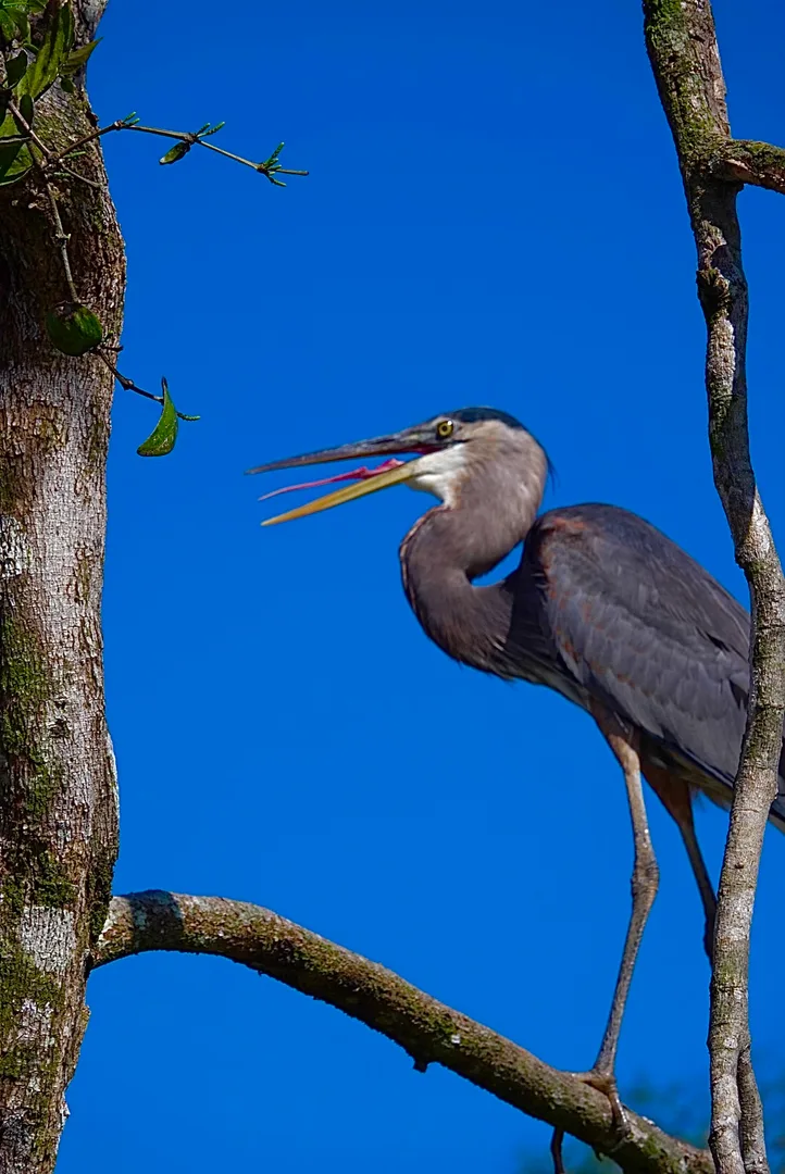 Great Blue Heron (Ardea herodias) perched against the clear blue Sierpe sky | סיור צפרות אקולוגי (סיור מסיירפה)