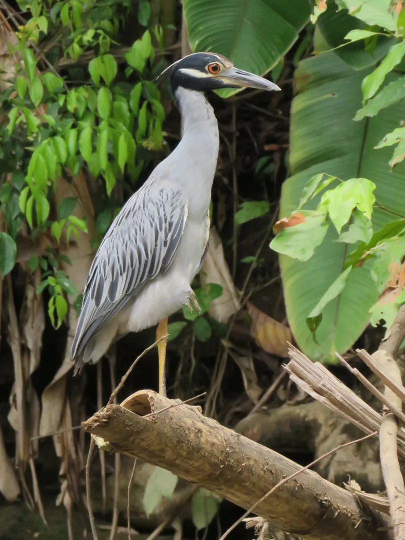 Yellow-crowned Night Heron resting quietly on a low branch above the river | סיור צפרות אקולוגי (סיור מסיירפה)