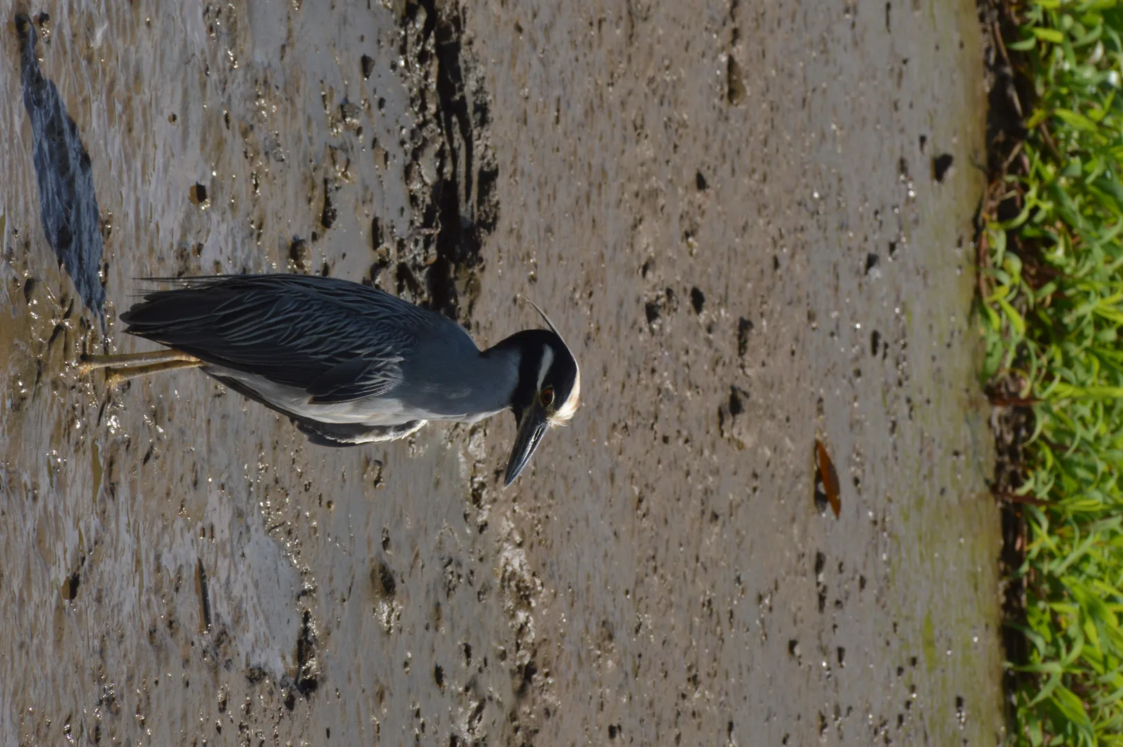Yellow-crowned Night Heron stalking crabs among mangrove roots in Sierpe | סיור צפרות אקולוגי (סיור מסיירפה)