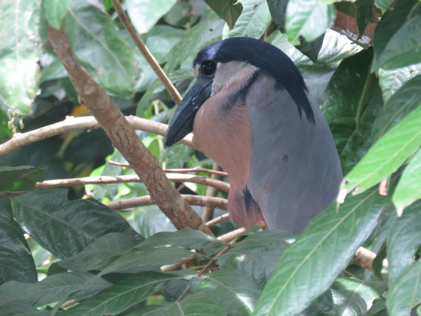 Boat-billed Heron peering through thick foliage with its large dark nocturnal eyes | סיור צפרות אקולוגי (סיור מסיירפה)
