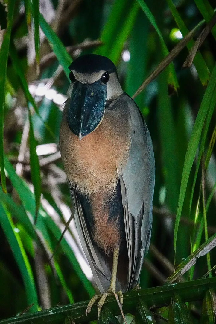 Boat-billed Heron (Cochlearius cochlearius) resting in shaded mangrove thicket | סיור צפרות אקולוגי (סיור מסיירפה)