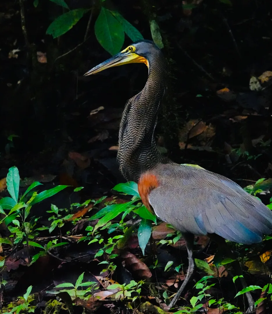 Adult Bare-throated Tiger Heron stalking prey on the riverbank in Sierpe | סיור צפרות אקולוגי (סיור מסיירפה)