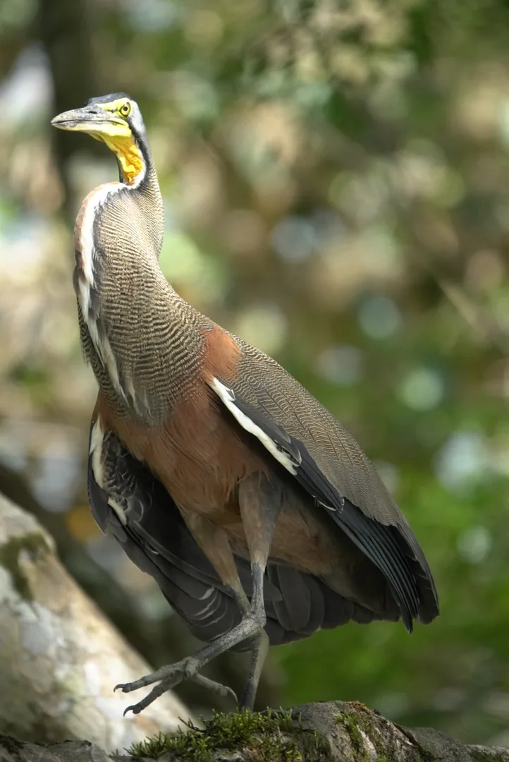 Bare-throated Tiger Heron standing upright showing its yellow bare throat patch | סיור צפרות אקולוגי (סיור מסיירפה)