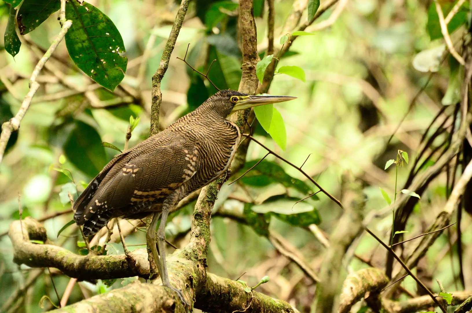 Juvenile Bare-throated Tiger Heron with barred plumage along mangrove waters | סיור צפרות אקולוגי (סיור מסיירפה)
