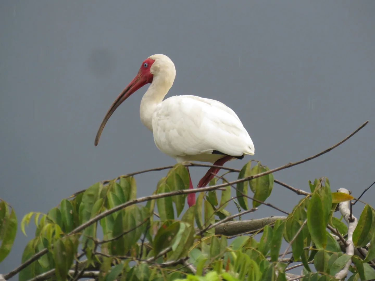 American White Ibis perched high in a mangrove tree canopy along Sierpe River | סיור צפרות אקולוגי (סיור מסיירפה)