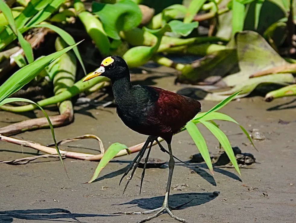Northern Jacana (Jacana spinosa) walking gracefully with long toes over lily pads | סיור צפרות אקולוגי (סיור מסיירפה)