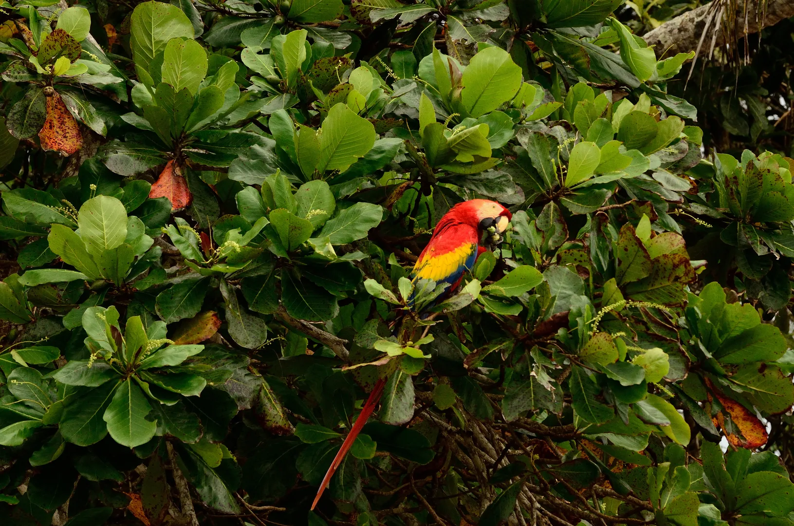 Scarlet Macaw cracking beach almond seeds in the Osa Peninsula, Costa Rica | סיור צפרות אקולוגי (סיור מסיירפה)