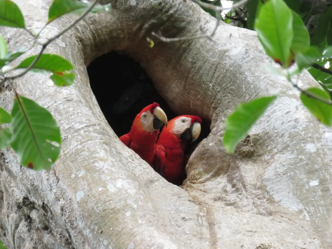Scarlet Macaws nesting inside a tree trunk cavity in Sierpe, Costa Rica | סיור צפרות אקולוגי (סיור מסיירפה)
