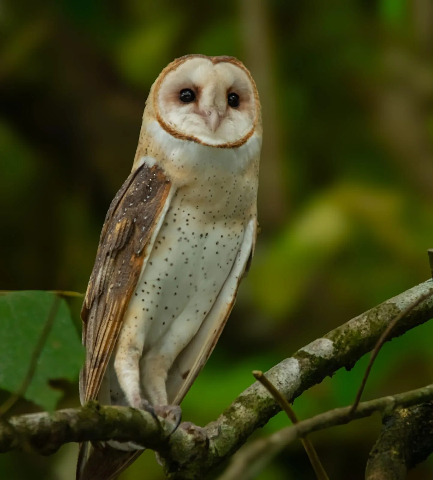 Barn Owl (Tyto alba) perched serenely on a tree branch in Sierpe | סיור צפרות אקולוגי (סיור מסיירפה)