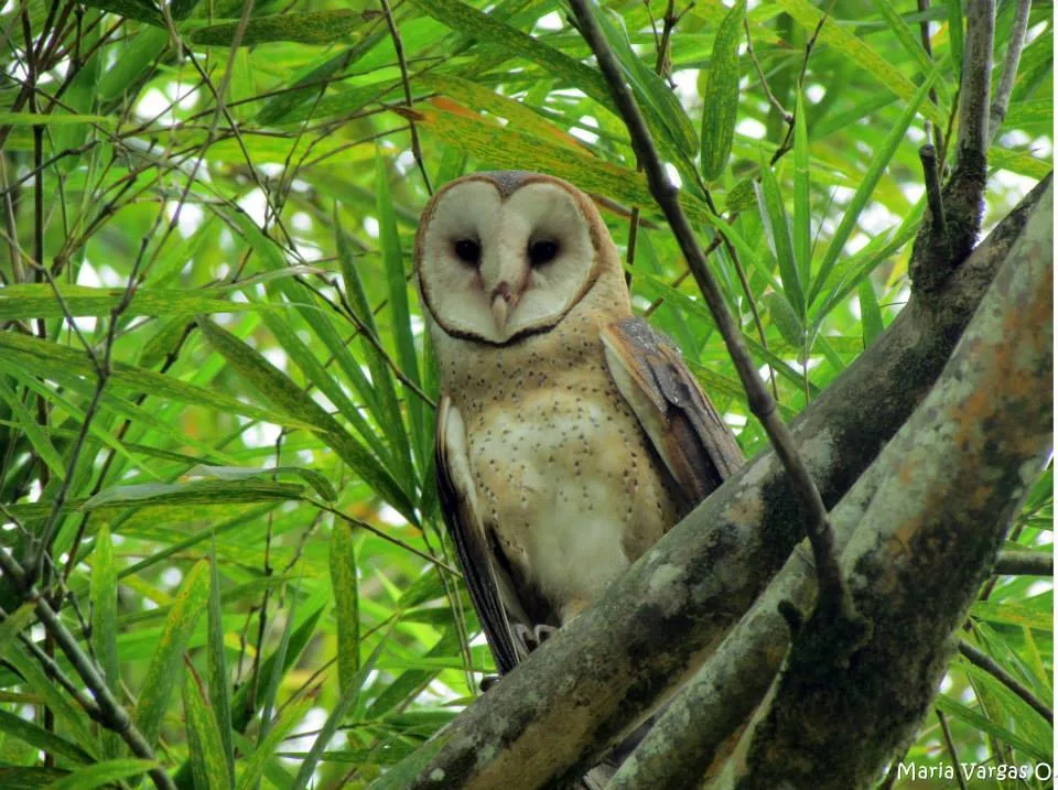 Close-up portrait of a wild Barn Owl perched in Sierpe rainforest | סיור צפרות אקולוגי (סיור מסיירפה)