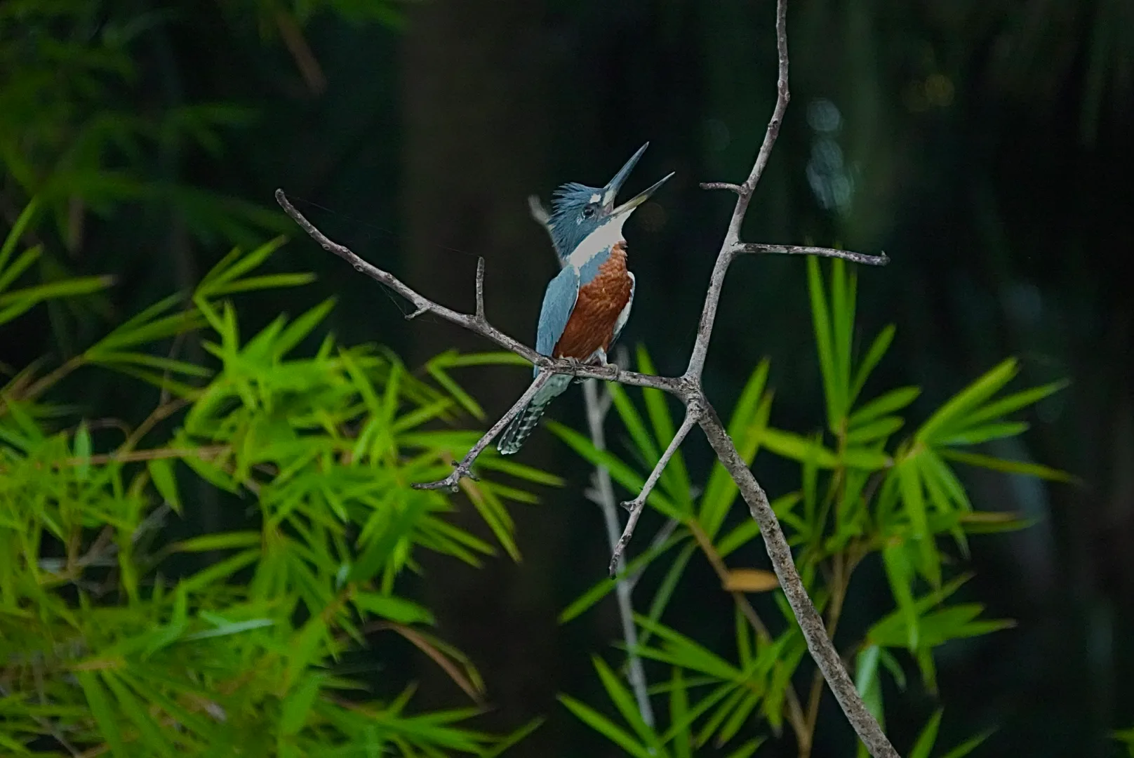 Ringed Kingfisher (Megaceryle torquata), the largest kingfisher in the Americas, on branch | סיור צפרות אקולוגי (סיור מסיירפה)