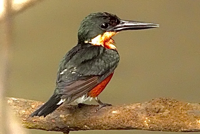 American Pygmy Kingfisher (Chloroceryle aenea), the smallest kingfisher in the Americas | סיור צפרות אקולוגי (סיור מסיירפה)