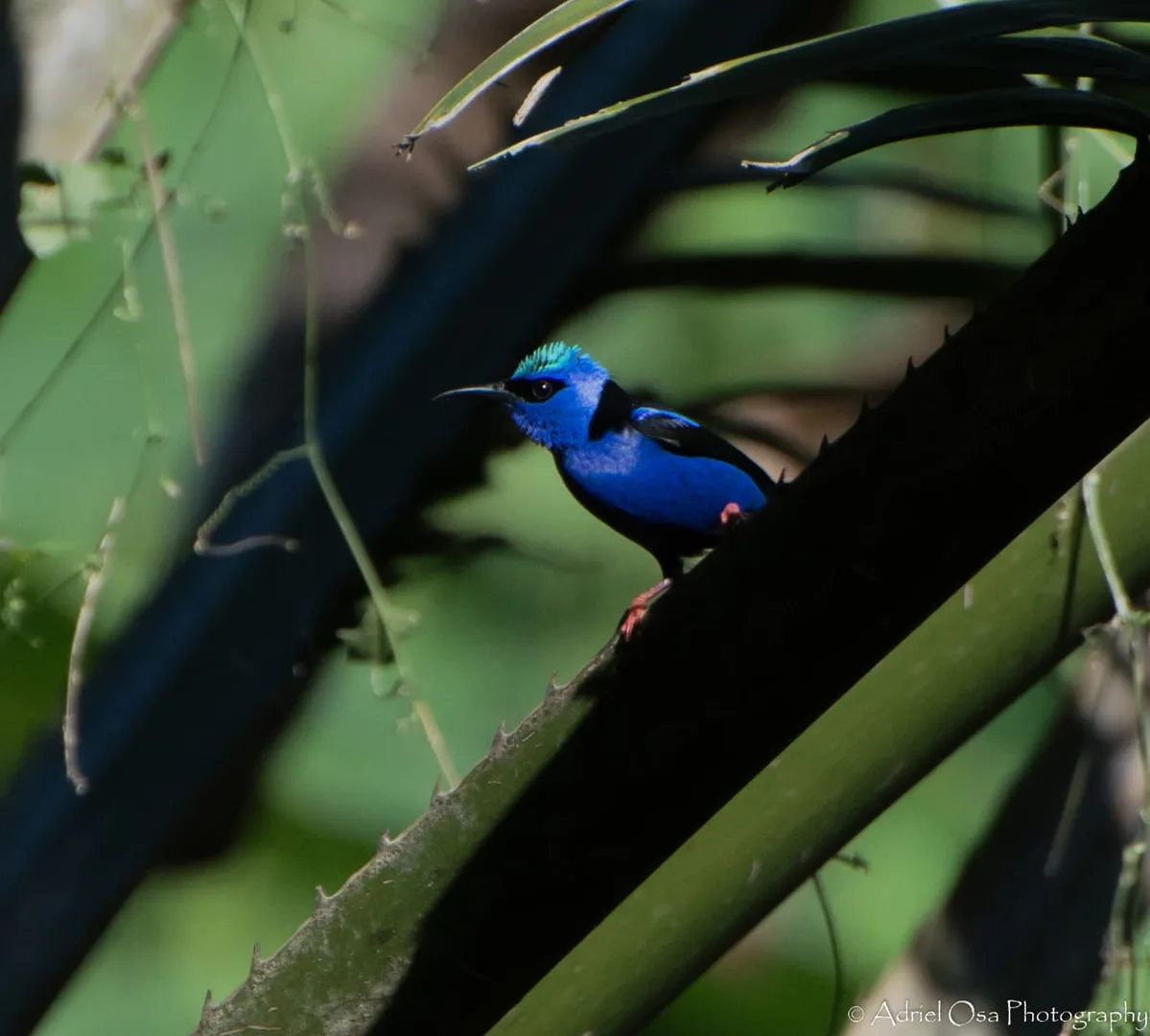 Male Red-legged Honeycreeper displaying its stunning electric blue and turquoise plumage | סיור צפרות אקולוגי (סיור מסיירפה)