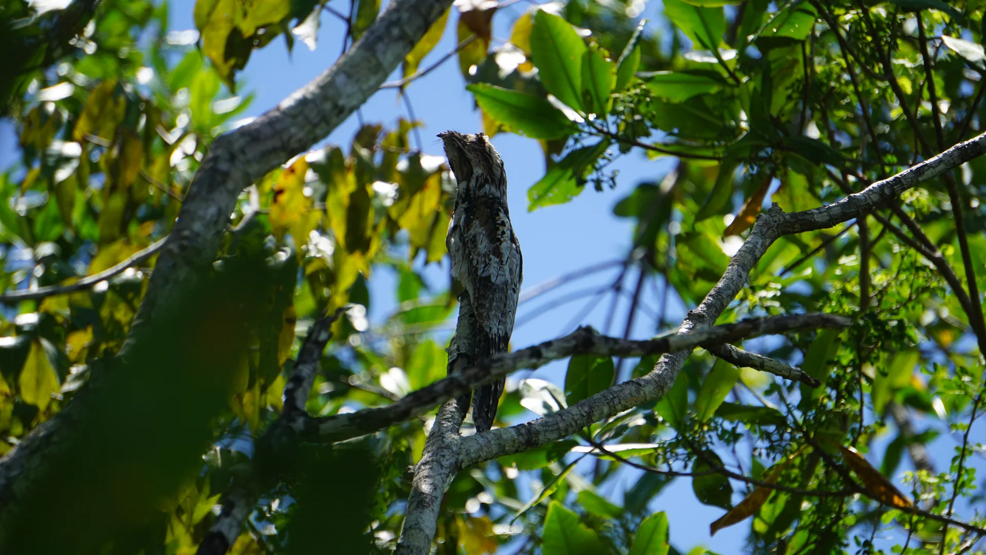Common Potoo (Nyctibius griseus) blending seamlessly into a dead tree branch | סיור צפרות אקולוגי (סיור מסיירפה)