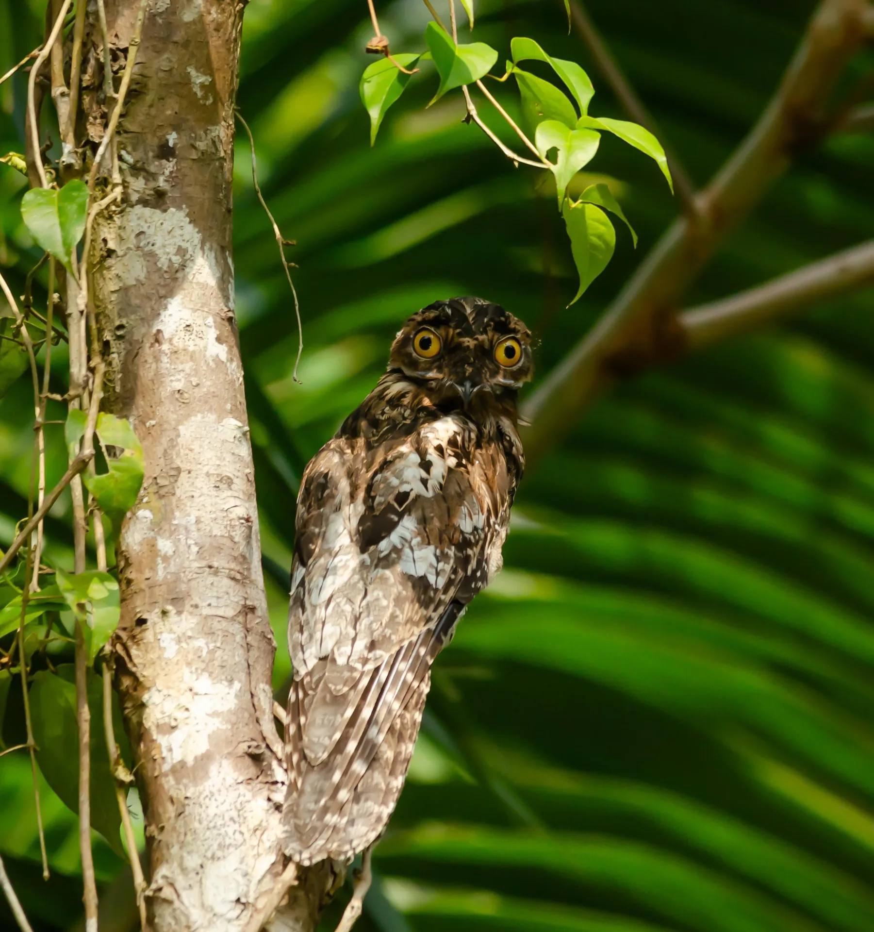 Common Potoo with eyes open masterfully camouflaged as a broken tree stump | סיור צפרות אקולוגי (סיור מסיירפה)