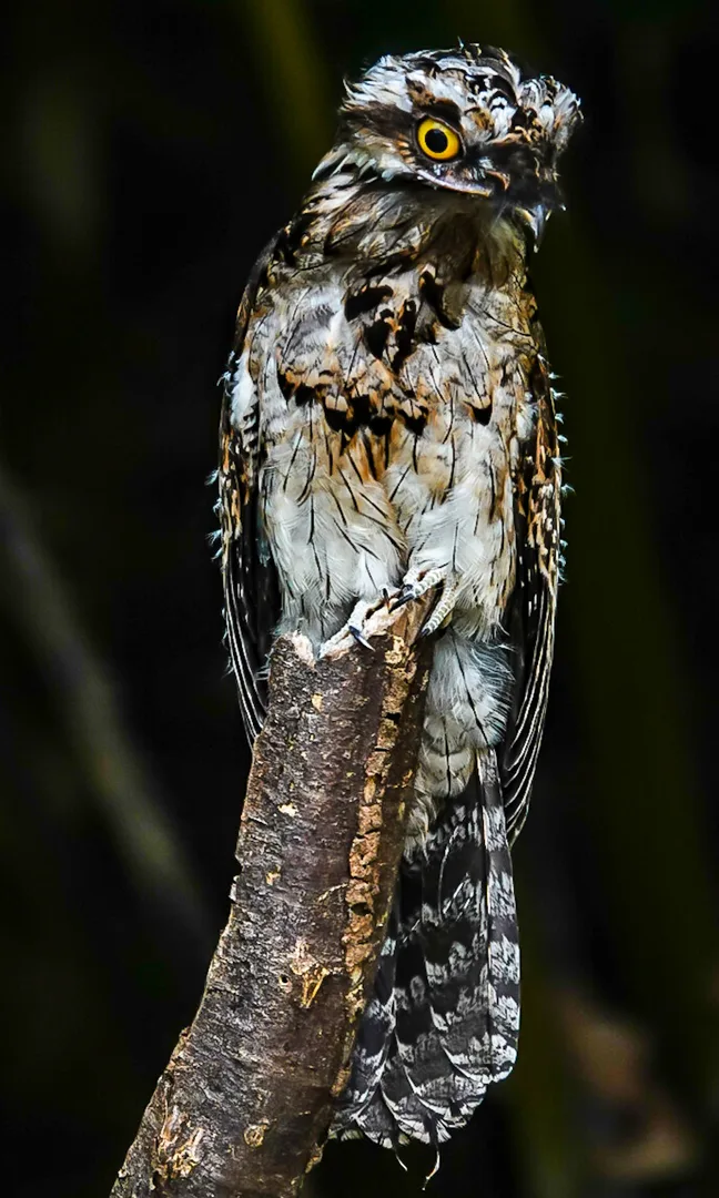 Awake Common Potoo revealing its huge yellow eyes adapted for night vision | סיור צפרות אקולוגי (סיור מסיירפה)