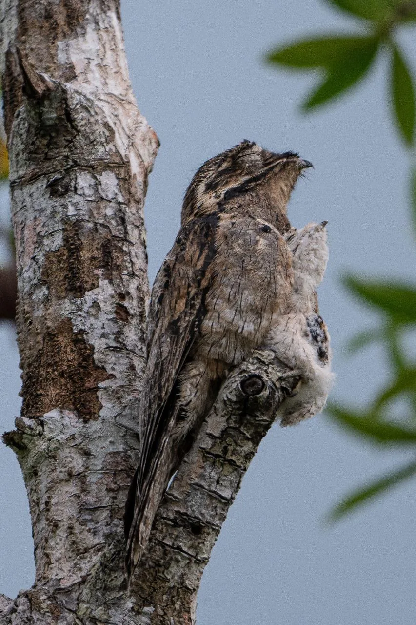 Adult Common Potoo shielding its tiny fluffy chick on a branch tip in Sierpe | סיור צפרות אקולוגי (סיור מסיירפה)