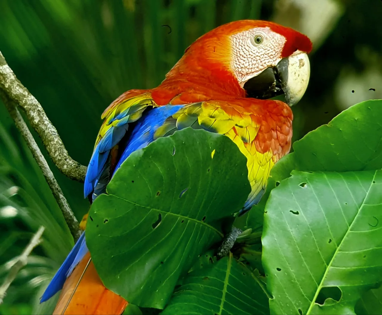 Pair of Scarlet Macaws preening each other among lush jungle foliage in Osa | סיור צפרות אקולוגי (סיור מסיירפה)