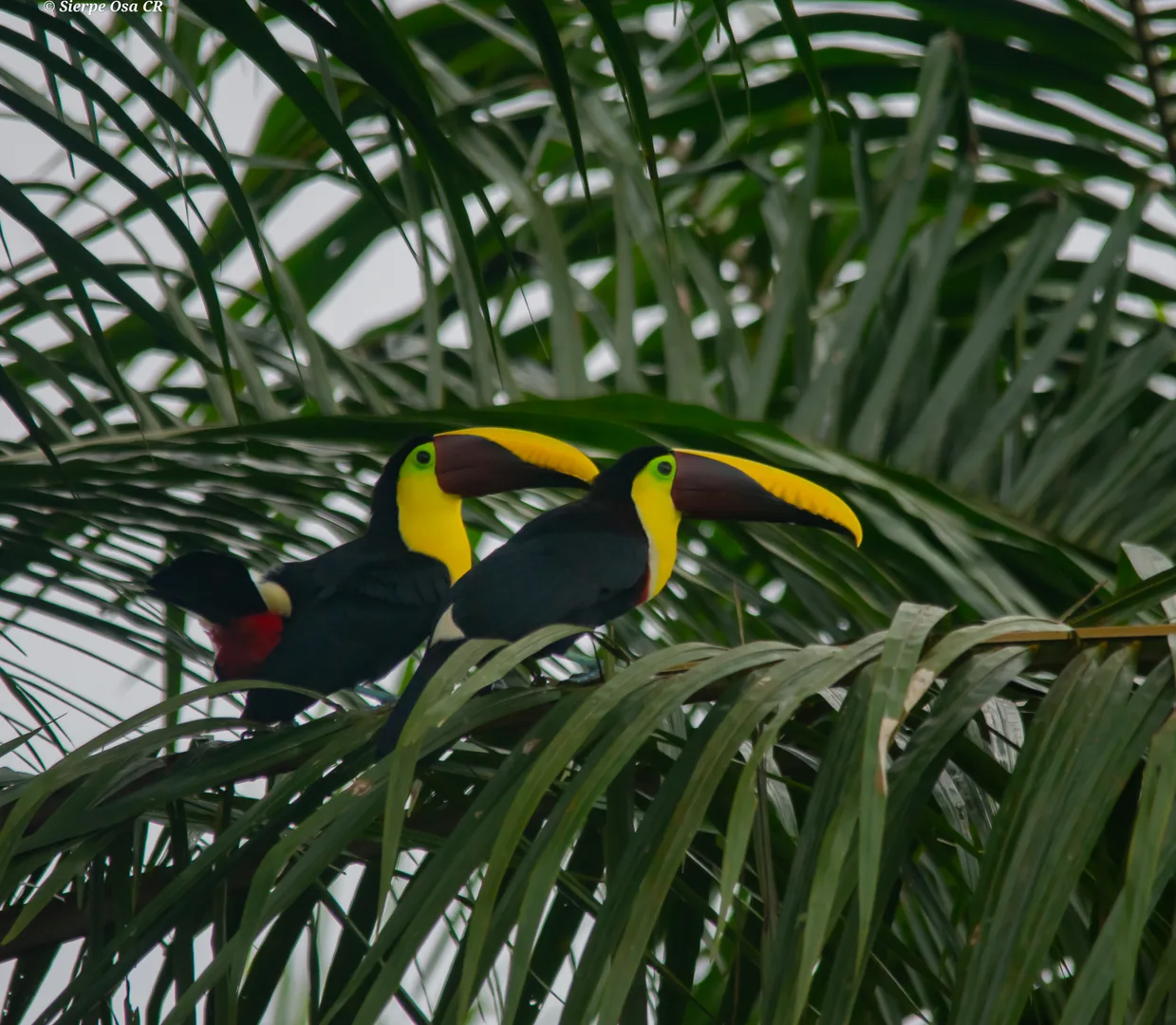 Pair of Chestnut-mandibled Toucans perching together in a tropical tree canopy | סיור צפרות אקולוגי (סיור מסיירפה)