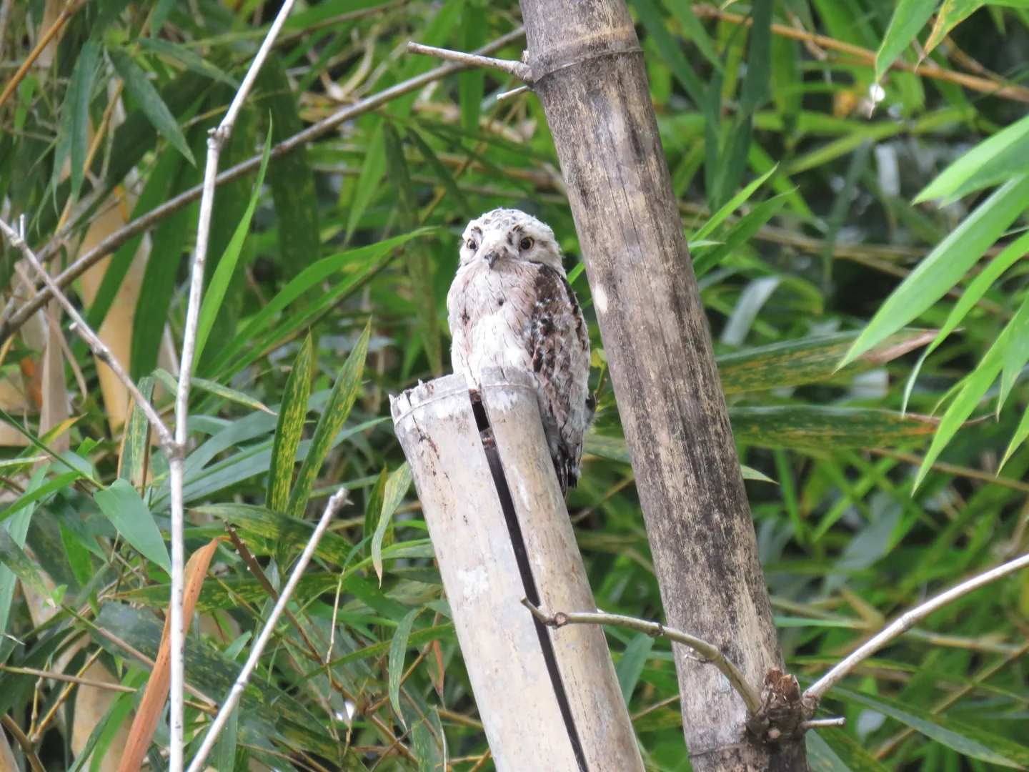 Common Potoo fluffy white chick nestled safely in Sierpe canopy | סיור צפרות אקולוגי (סיור מסיירפה)