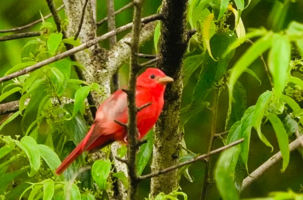 Brilliant scarlet male Summer Tanager (Piranga rubra) perched in Sierpe foliage | סיור צפרות אקולוגי (סיור מסיירפה)