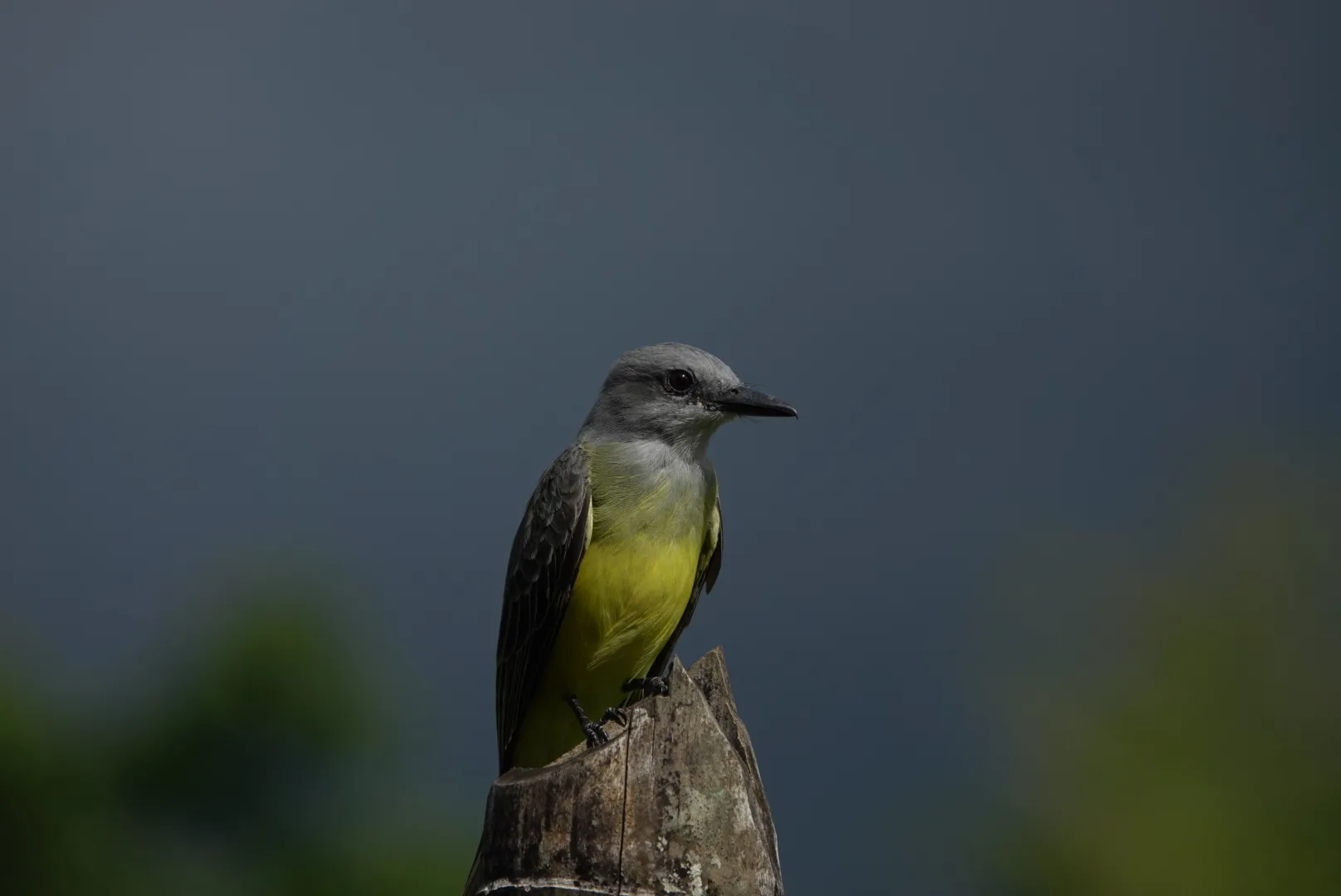 Tropical Kingbird (Tyrannus melancholicus) hawking flying insects from a perch | סיור צפרות אקולוגי (סיור מסיירפה)