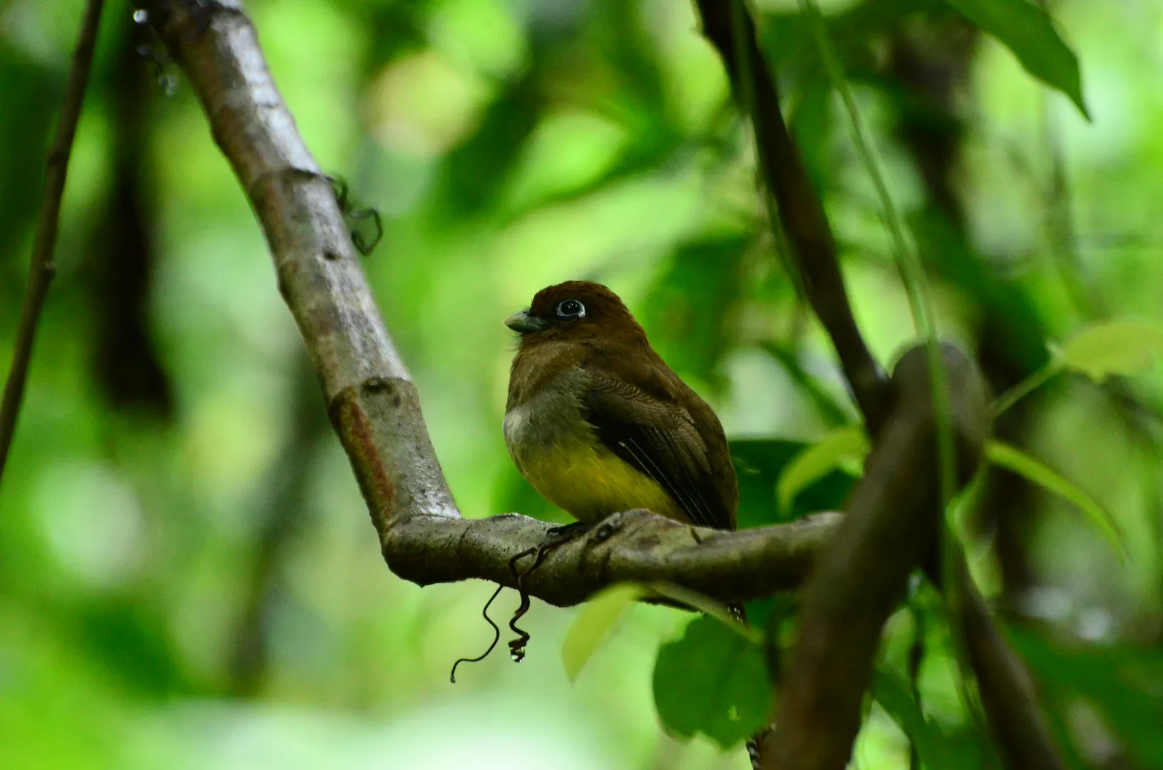 Black-throated Trogon perching on a mossy branch in Sierpe mangroves | סיור צפרות אקולוגי (סיור מסיירפה)