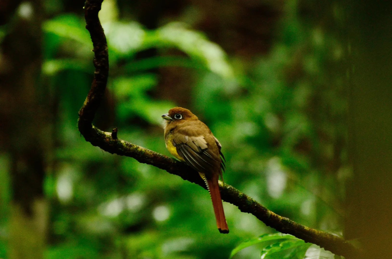 Female Black-throated Trogon (Trogon rufus) perched quietly in Sierpe forest | סיור צפרות אקולוגי (סיור מסיירפה)