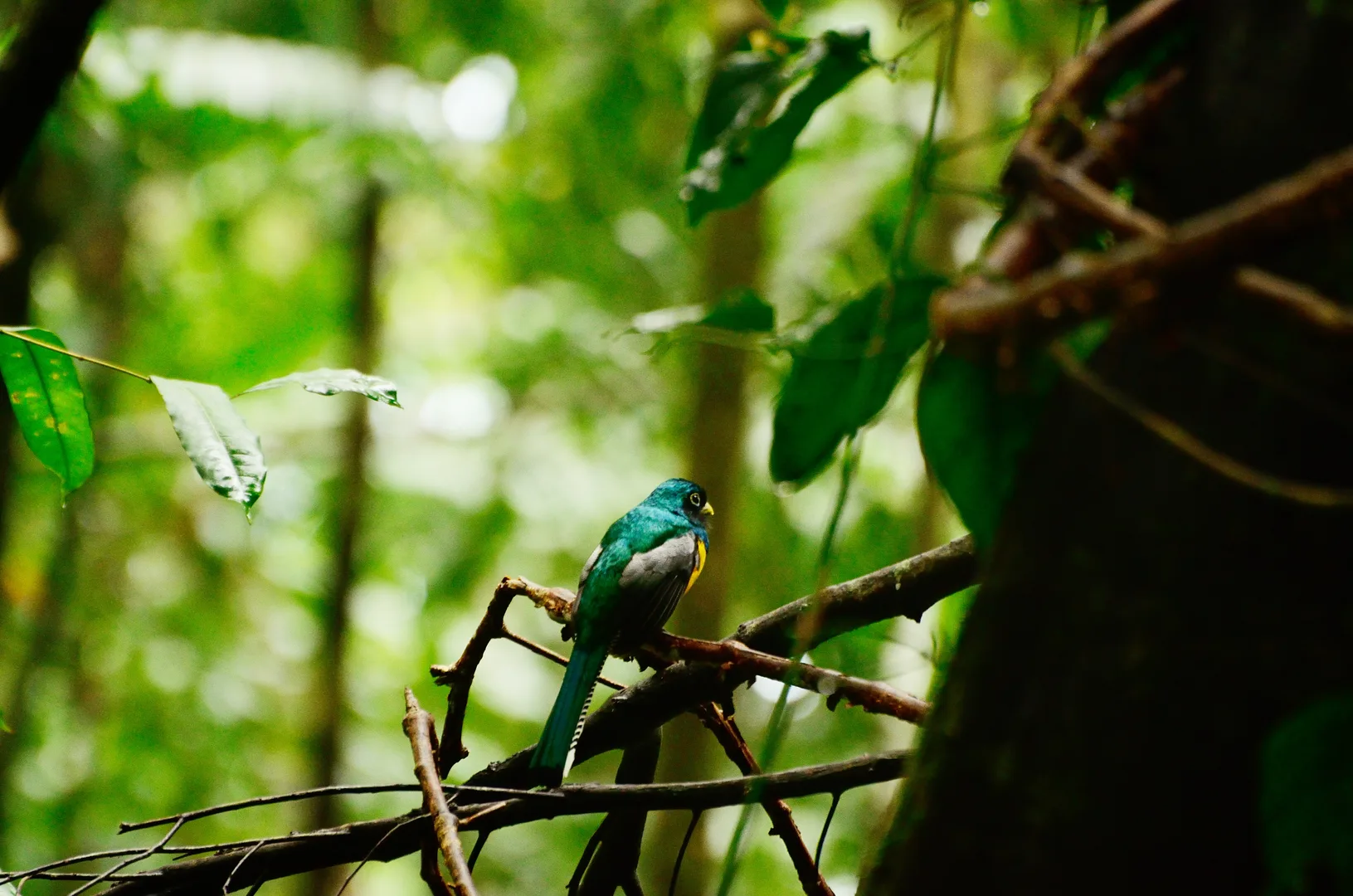Male Black-throated Trogon (Trogon rufus) with emerald green and yellow plumage | סיור צפרות אקולוגי (סיור מסיירפה)