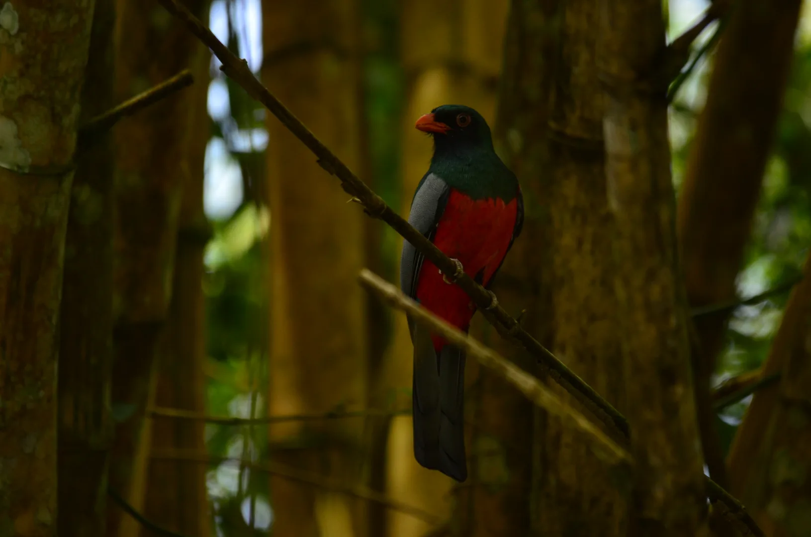 Baird's Trogon (Trogon bairdii), stunning endemic bird of the Osa Peninsula | סיור צפרות אקולוגי (סיור מסיירפה)