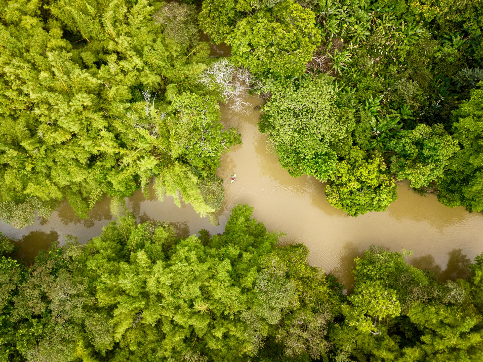 Kayakers paddling through narrow natural mangrove tunnels in Sierpe River channels | Økologisk kajaktur i mangroverne og Estero Azul i Sierpe