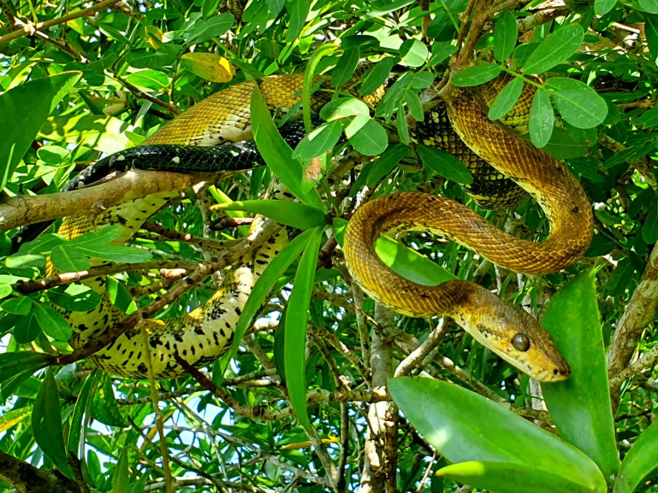 Serpiente arborícola anillada descansando sobre una rama verde del manglar | Tour diürn pels manglars (Tour des de Sierpe)