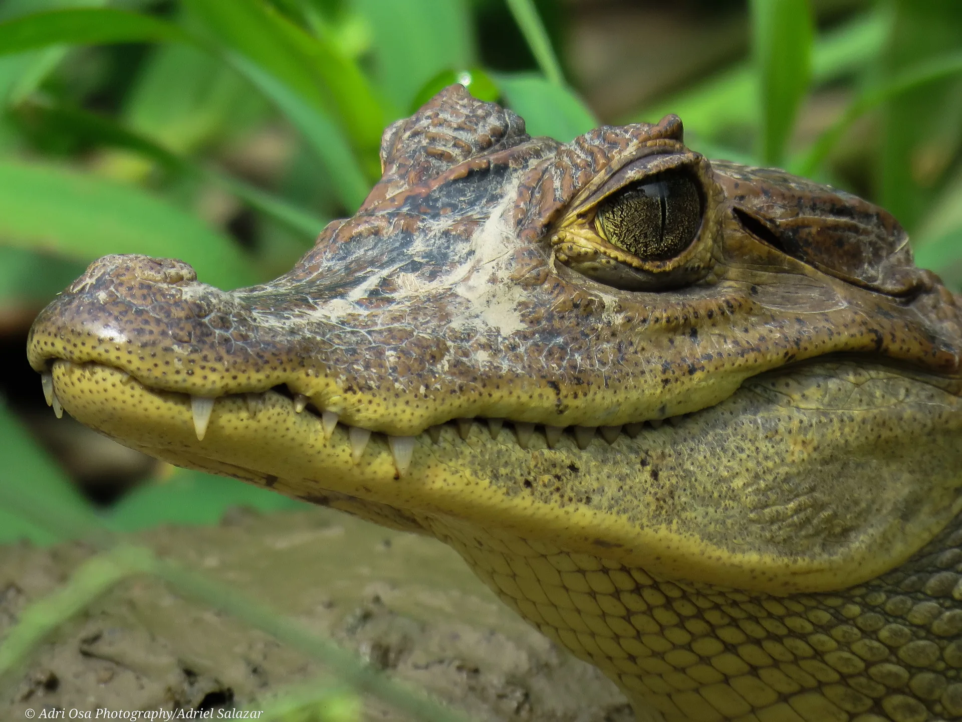 Caimán de anteojos descansando en la orilla del Río Sierpe, Costa Rica | Tour diürn pels manglars (Tour des de Sierpe)