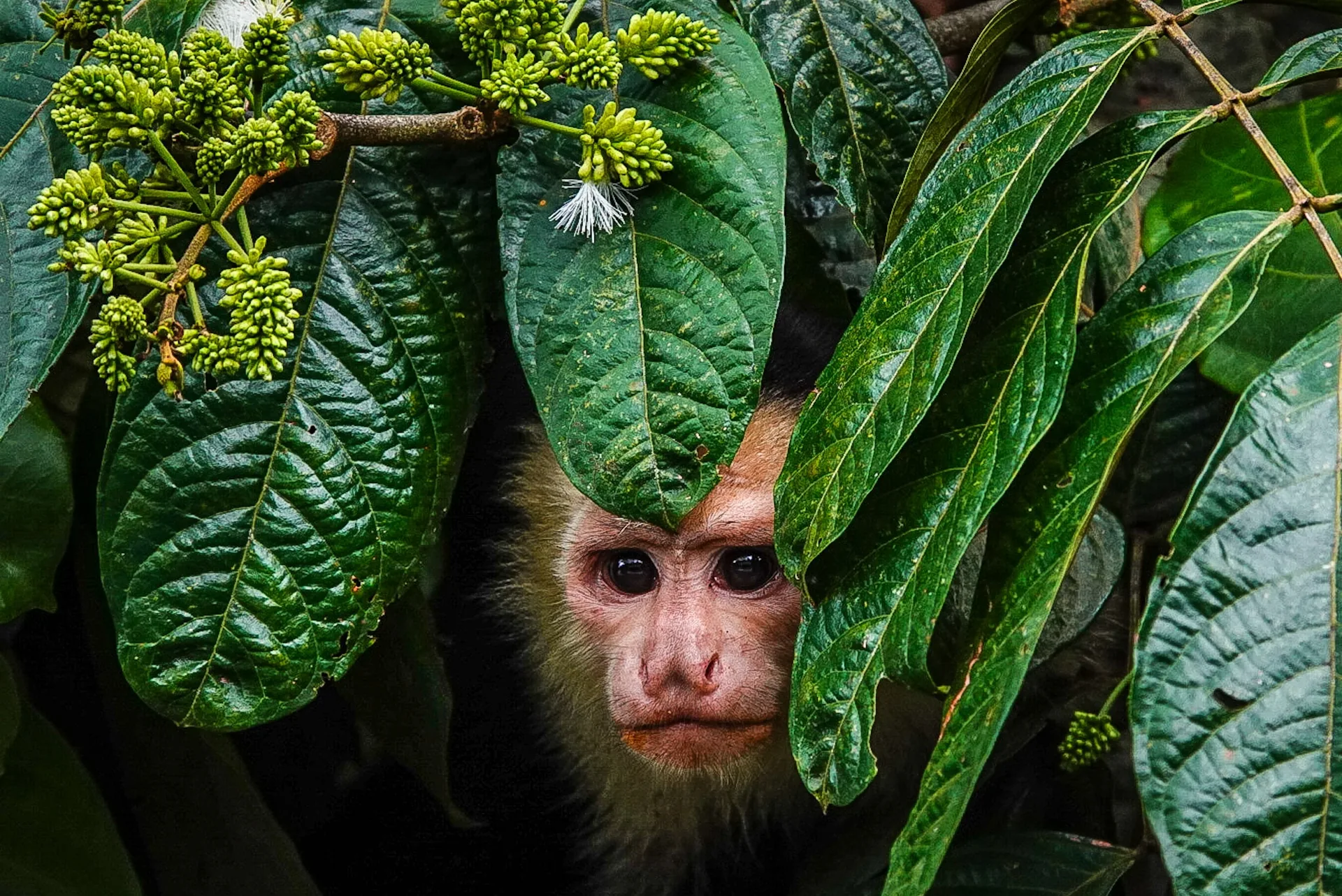 Excursión acuática guiada para la observación de fauna silvestre en Sierpe | Tour diürn pels manglars (Tour des de Sierpe)