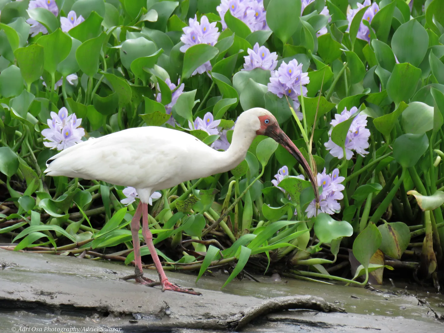 Ibis blanco alimentándose entre lirios y jacintos de agua en el Río Sierpe | Tour diürn pels manglars (Tour des de Sierpe)